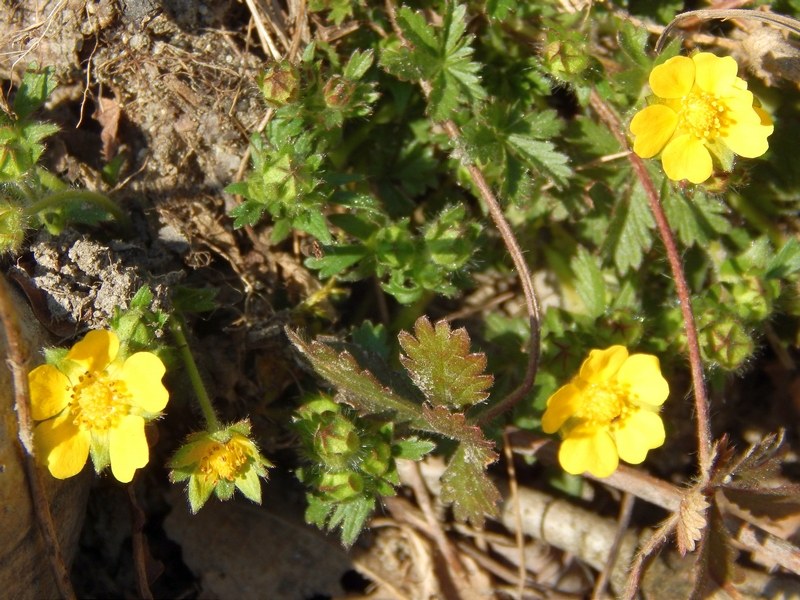 Parco del Ticino 21.3.15